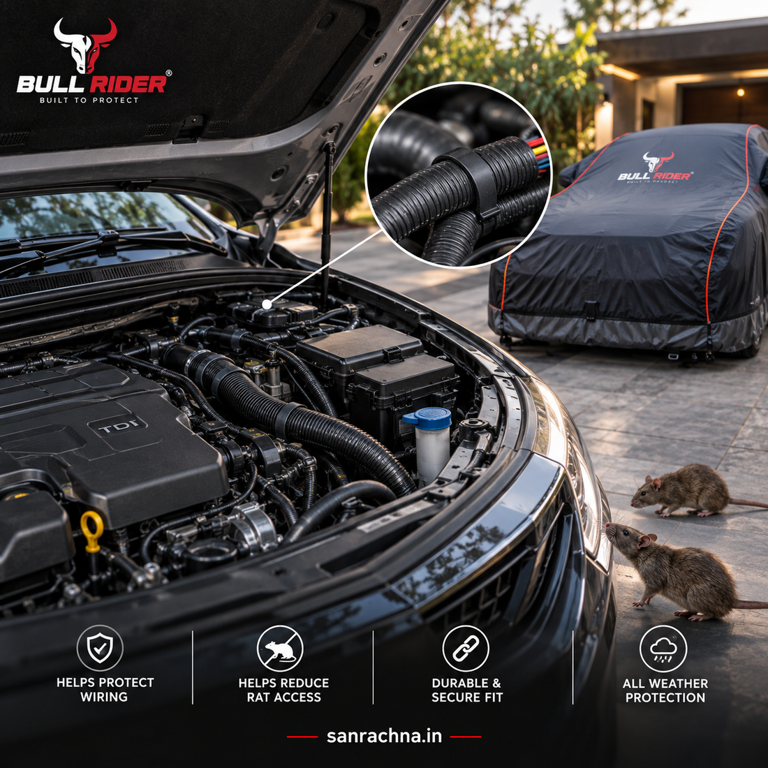 A rat near a parked car, the kind of rodent that enters a warm engine bay
